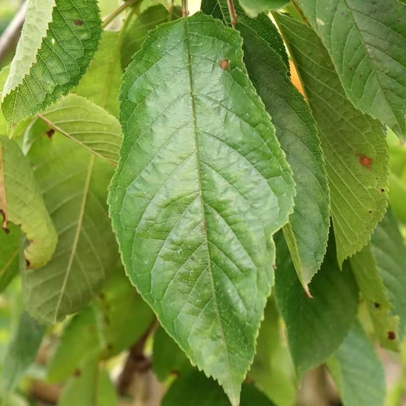 Süßkirsche Coeur de Pigeon - Prunus avium (Laub)