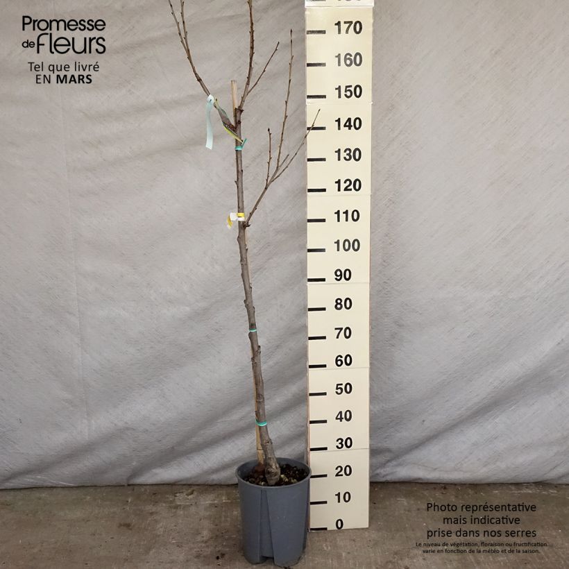 Exemplar von Süßkirsche Moreau - Prunus avium Topf mit 7,5L/10L, HalbstammGelieferte Höhe ca. 150/175cm wie im Frühjahr geliefert