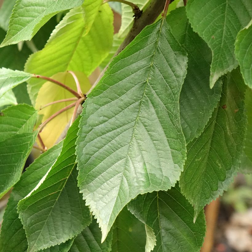 Süßkirsche Moreau - Prunus avium (Laub)