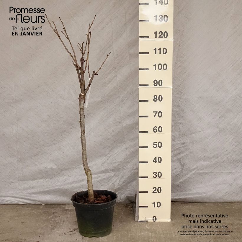 Exemplar von Cerisier Bigarreau Moreau - Prunus avium Gobelet en pot de 7,5l/10l wie im Winter geliefert