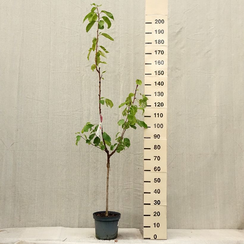 Exemplar von Süßkirsche Napoléon - Prunus avium Topf mit 7,5L/10L, Gobelet-FormGelieferte Höhe ca. 140/160cm wie im Sommer geliefert