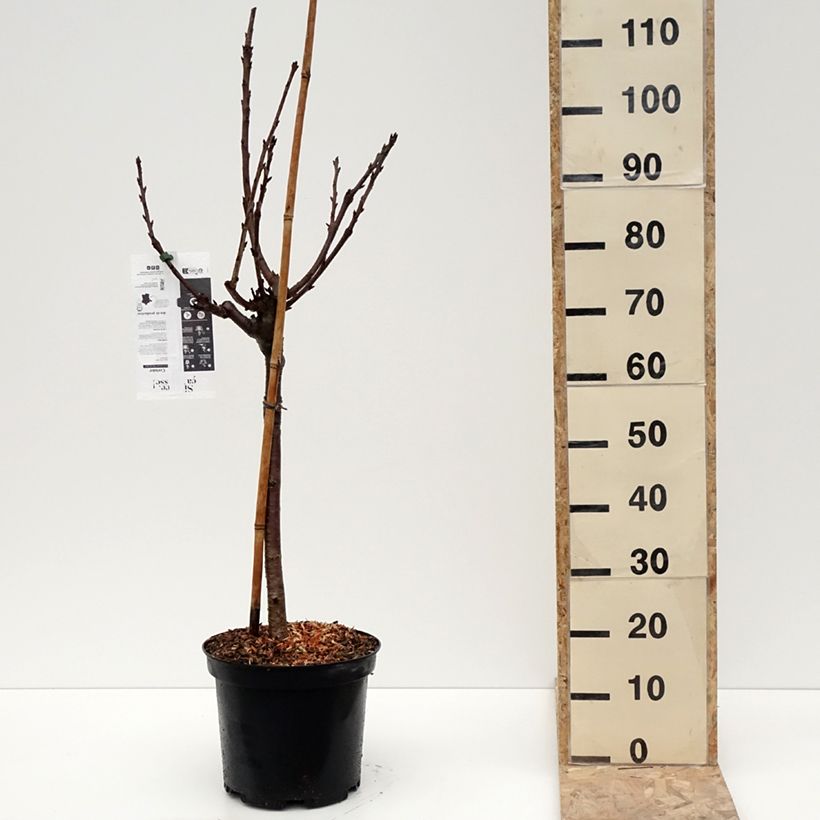 Exemplar von Süßkirsche Reverchon - Prunus avium Topf mit 7,5L/10L, Gobelet-FormGelieferte Höhe ca. 125/150cm wie im Winter geliefert