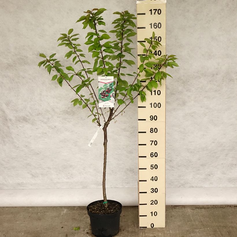 Exemplar von Süßkirsche Reverchon - Prunus avium Topf mit 7,5L/10L, Gobelet-FormGelieferte Höhe ca. 125/150cm wie im Frühjahr geliefert