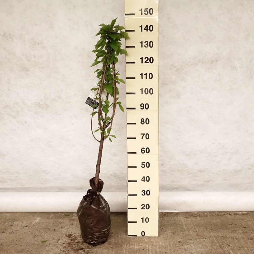 Exemplar von Süßkirsche Stark Gold - Prunus avium Plug "Fertig-zum-Pflanzen", Gobelet-FormGelieferte Höhe ca. 110/+cm wie im Frühjahr geliefert