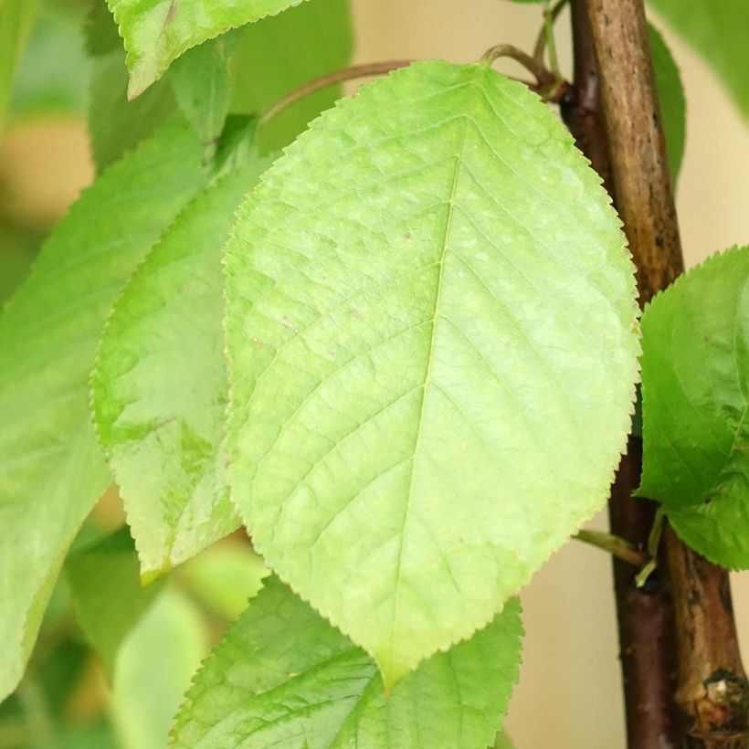 Sauerkirsche Hong kong - Prunus cerasus (Laub)