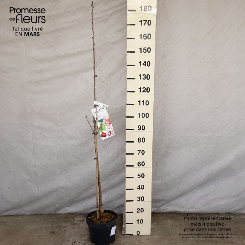 Exemplar von Sauerkirsche Shangai - Prunus cerasus Topf mit 6L/7L, SäulenförmigGelieferte Höhe ca. 180/200cm wie im Frühjahr geliefert