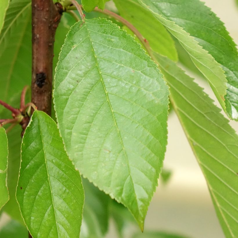 Sauerkirsche Shangai - Prunus cerasus (Laub)