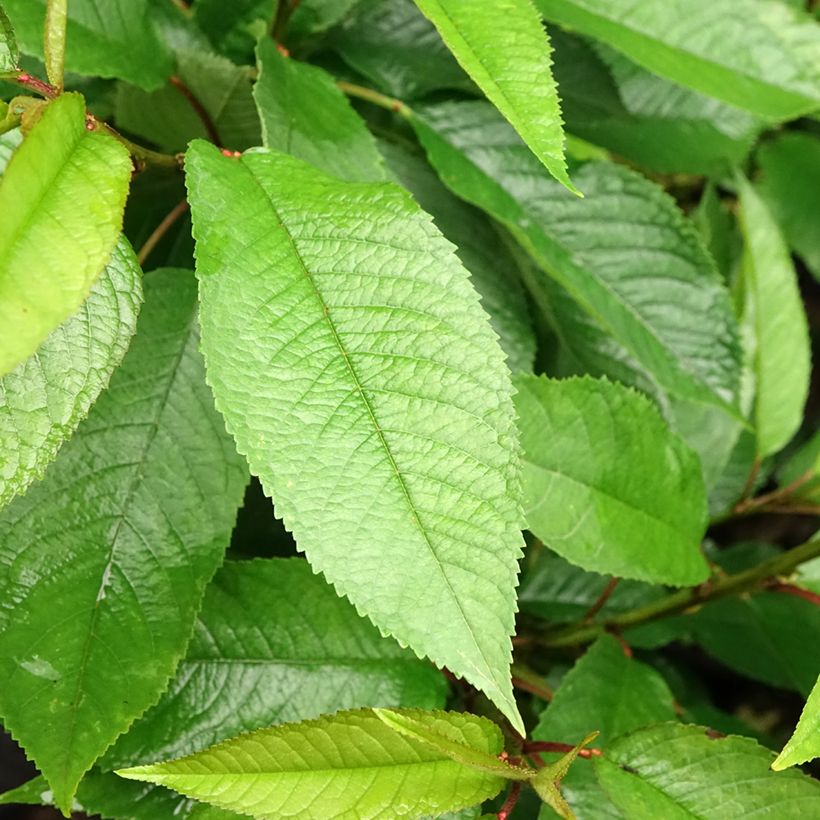 Süßkirsche Sylvia - Prunus avium (Laub)