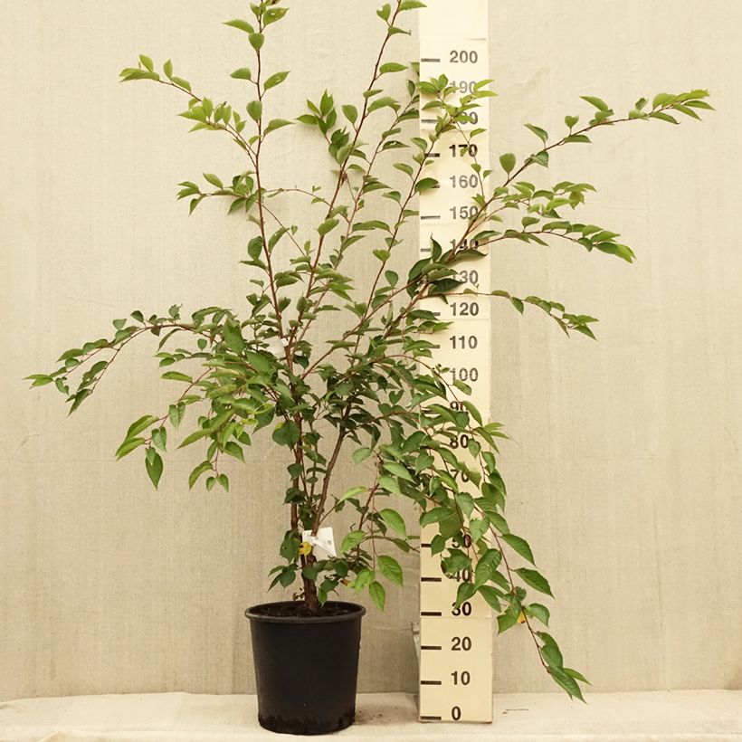 Exemplar von Cerisier du Japon - Prunus Accolade en pot de 18L/20L wie im Sommer geliefert