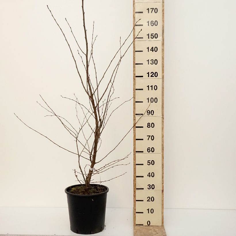 Exemplar von Zierkirsche Accolade - Prunus Topf mit 18L/20LGelieferte Höhe ca. 125/+cm wie im Winter geliefert