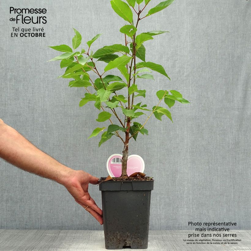 Exemplar von Cerisier du Japon - Prunus serrulata Kanzan en pot de 4L/5L wie im Herbst geliefert