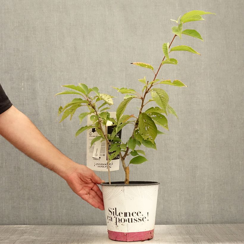 Exemplar von Cerisier du Japon - Prunus serrulata Kanzan en pot de 4L/5L wie im Sommer geliefert