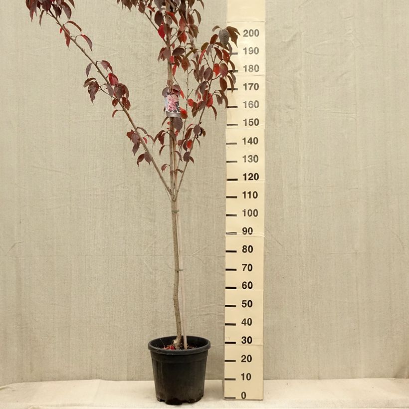 Exemplar von Cerisier du Japon - Prunus serrulata Royal Burgundy pot de 15L wie im Herbst geliefert