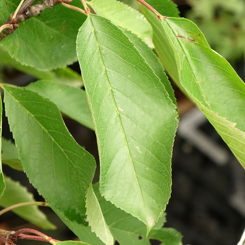 Sauerkirsche Bigarreau Hedelfingen - Prunus cerasus (Laub)