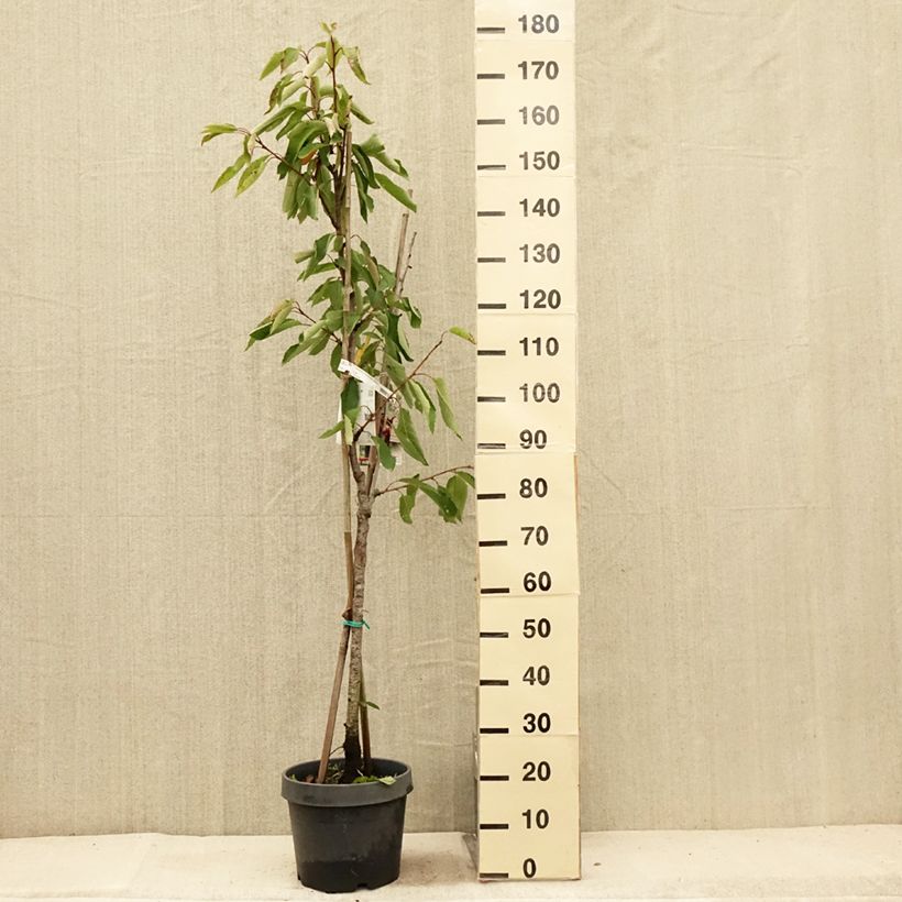 Exemplar von Sauerkirsche Bigarreau Hedelfingen - Prunus cerasus Topf mit 7,5L/10LGelieferte Höhe ca. 80/+cm wie im Sommer geliefert