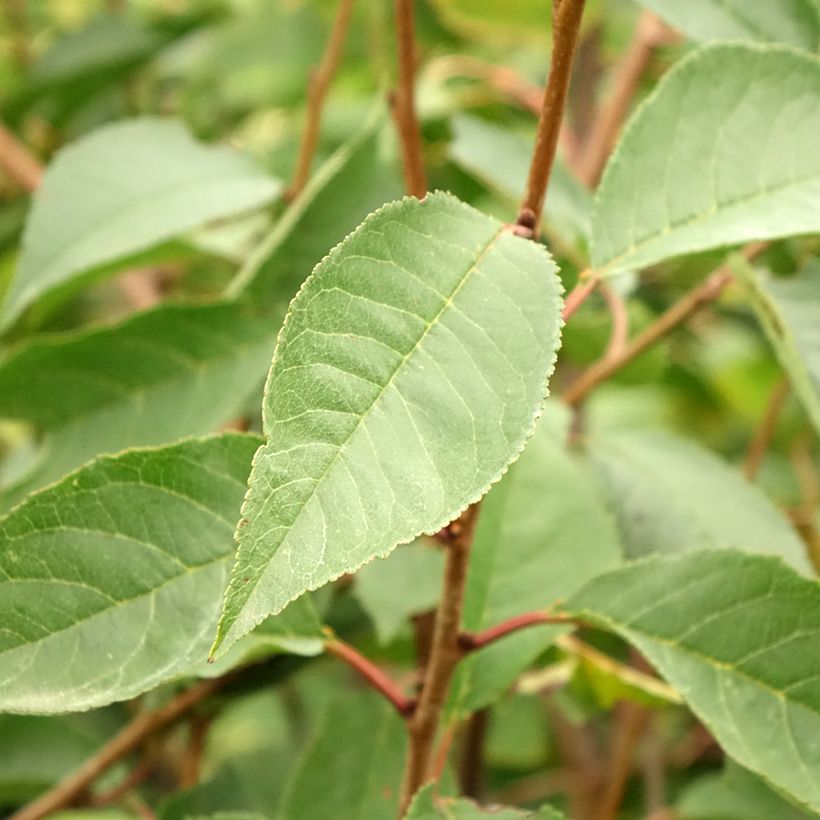 Sauerkirsche Kelleriis16 Bio - Prunus cerasus (Laub)