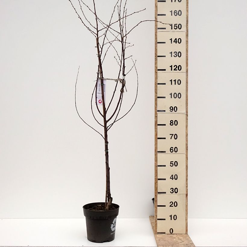 Exemplar von Sauerkirsche Kelleriis16 Bio - Prunus cerasus Topf mit 4L/5L, 1/4 StängelGelieferte Höhe ca. 60/80cm wie im Winter geliefert