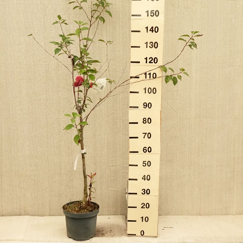 Exemplar von Sauerkirsche Kelleriis15 - Prunus cerasus Topf mit 7,5L/10L, Gobelet-Form wie im Sommer geliefert