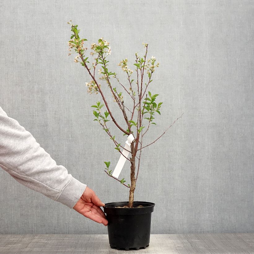 Exemplar von Cerisier nain Carmine Jewel - Griottier - Pot de 2L/3L wie im Frühjahr geliefert