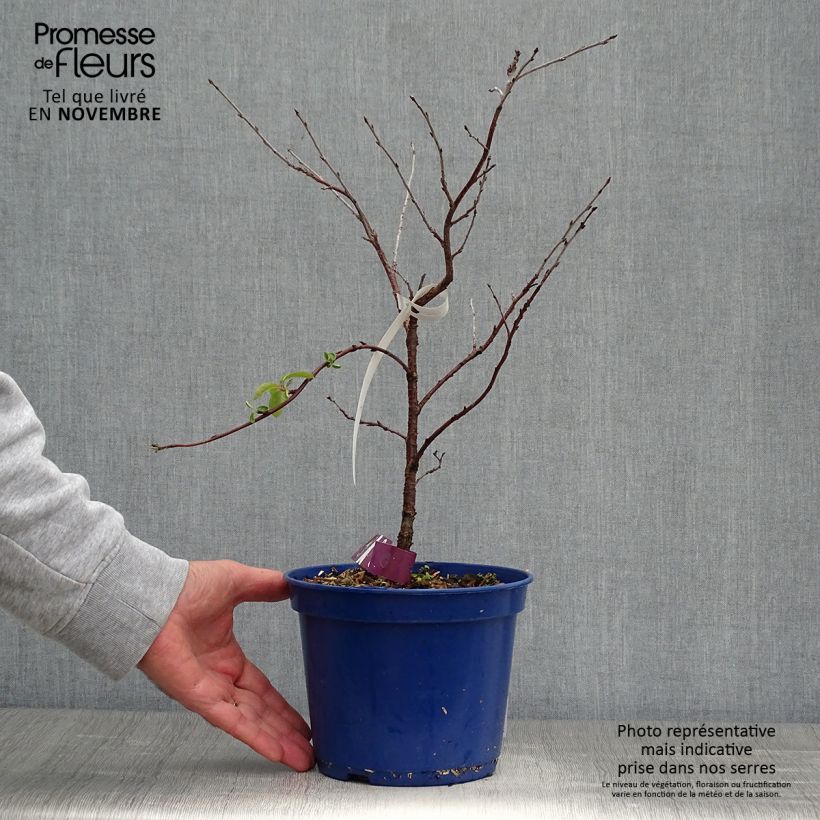 Exemplar von Sauerkirsche Fruitality Cherry Baby (‘Porthos’) - Prunus cerasus wie im Herbst geliefert