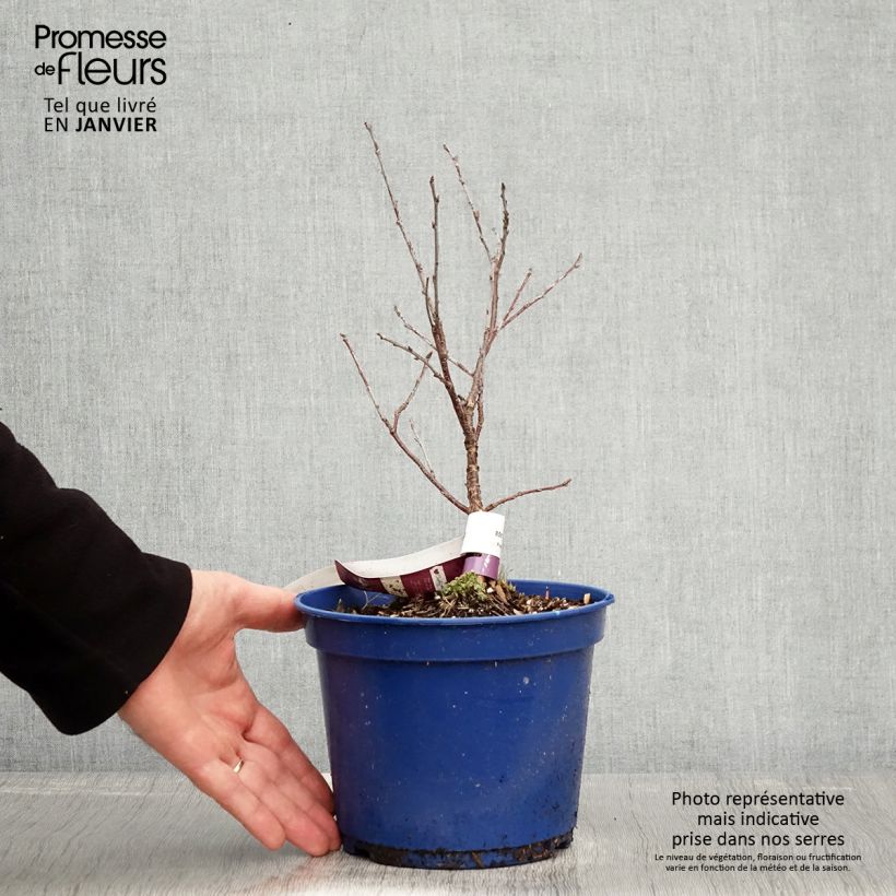 Exemplar von Sauerkirsche Fruitality Cherry Baby (‘Porthos’) - Prunus cerasus Topf mit 2L/3L, Strauch/Busch, mehrstämmigGelieferte Höhe ca. 20/30cm wie im Winter geliefert