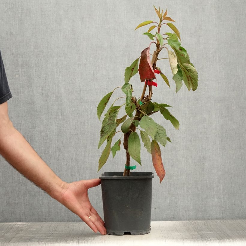 Exemplar von Cerisier nain Fruit me Cherry Me Lapins - Pot de 4L/5L wie im Sommer geliefert