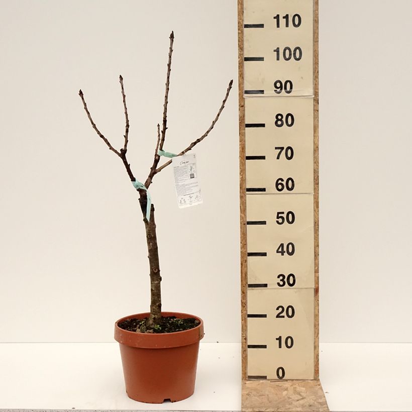 Exemplar von Süßkirsche Garden Bing - Prunus avium Topf mit 7,5L/10L, ZwergformGelieferte Höhe ca. 60cm wie im Winter geliefert