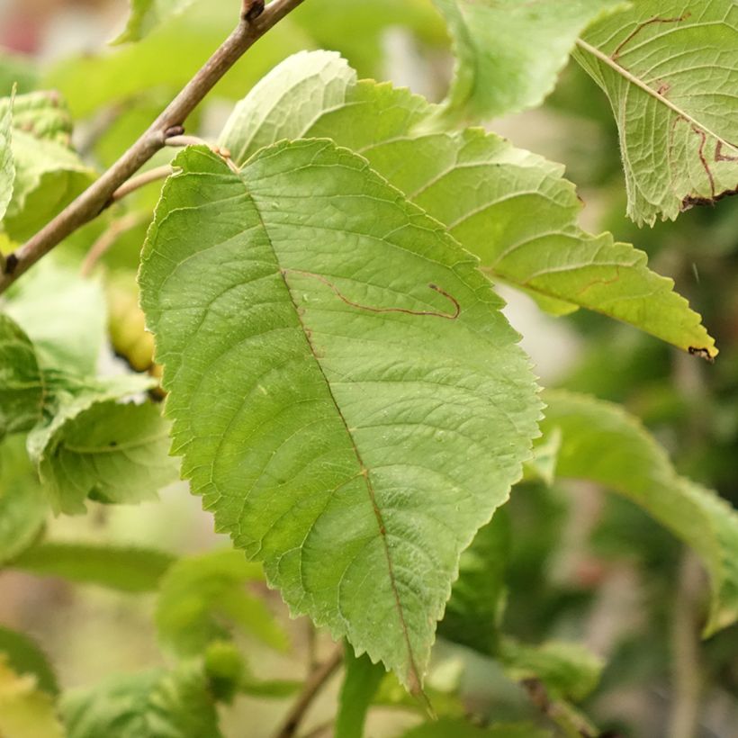 Süßkirsche Piemont - Prunus avium (Laub)