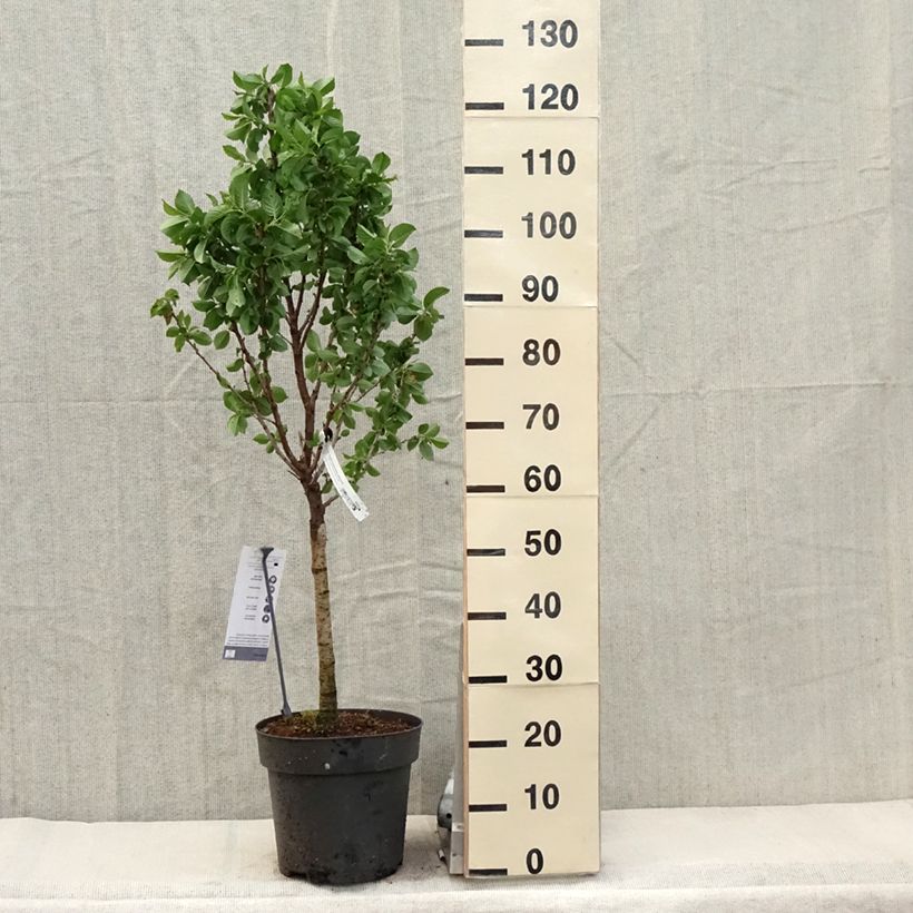 Exemplar von Süßkirsche Piemont - Prunus avium Topf mit 7,5L/10LGelieferte Höhe ca. 90/100cm wie im Frühjahr geliefert