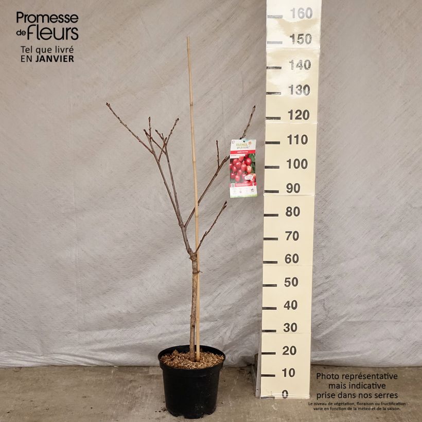 Exemplar von Cerisier Rainier - Prunus cerasus Pot de 7,5L/10L wie im Winter geliefert