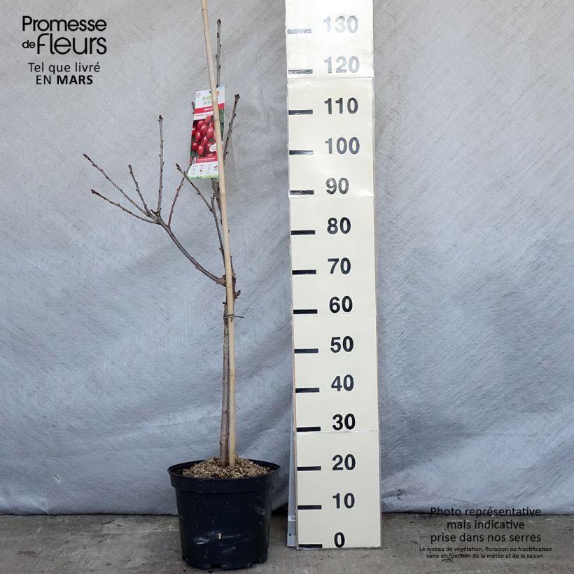 Exemplar von Sauerkirsche Rainier - Prunus cerasus Topf mit 7,5L/10L, Gobelet-FormGelieferte Höhe ca. 140/160cm wie im Frühjahr geliefert