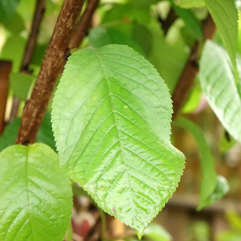 Süßkirsche Schneiders Späte Knorpelkirsche - Prunus avium (Laub)