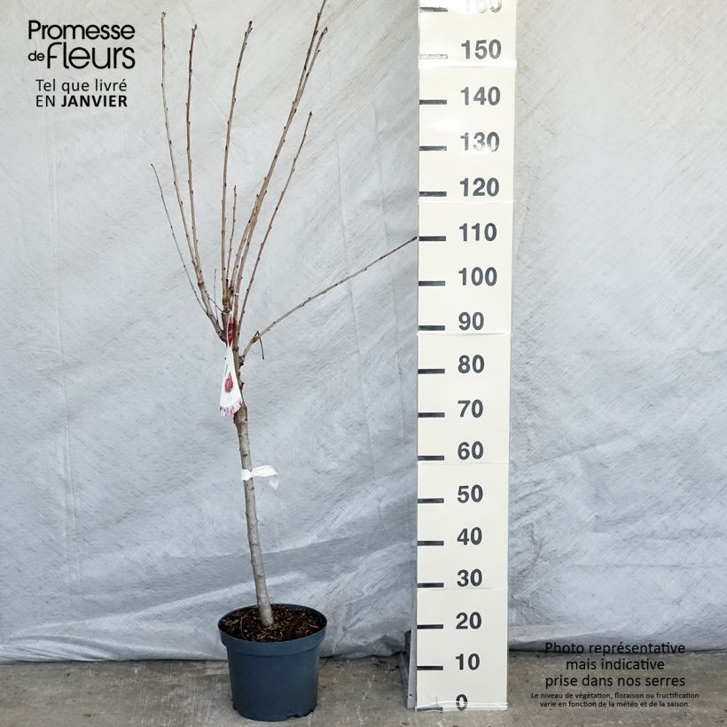 Exemplar von Cerisier Schneiders Späte Knorpelkirsche - Prunus avium en pot de 7.5L gobelet wie im Winter geliefert