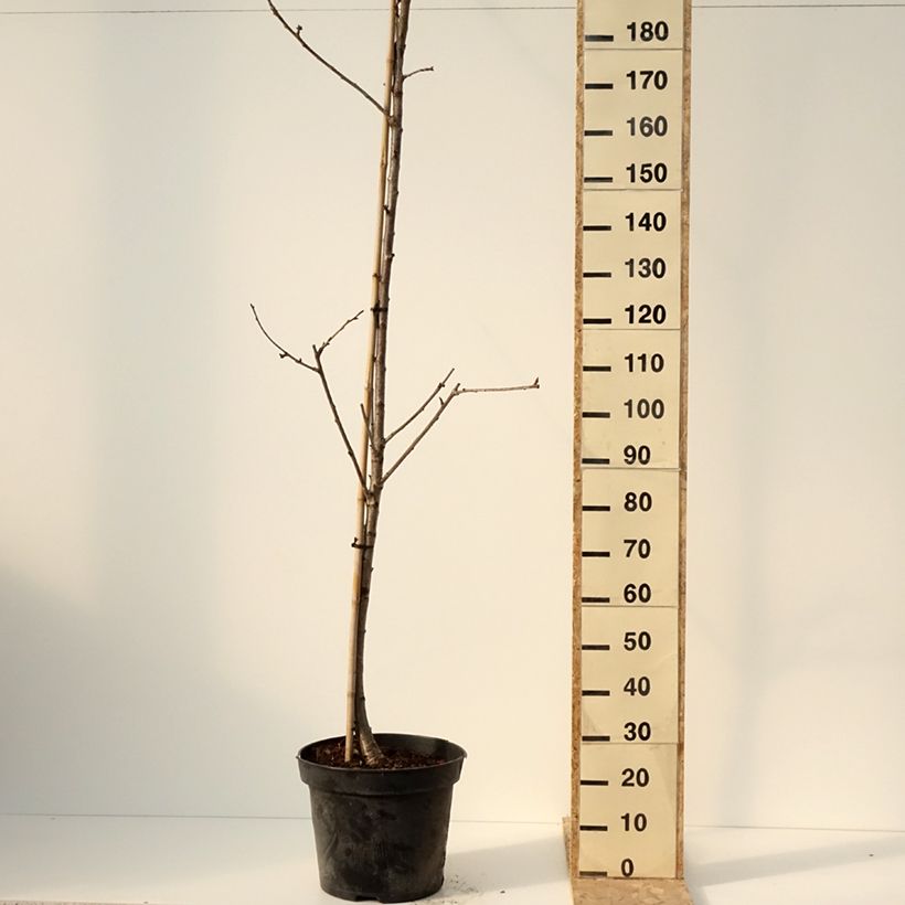 Exemplar von Süßkirsche Staccato - Prunus avium Topf mit 20L/25L, HalbstammGelieferte Höhe ca. 180/200cm wie im Winter geliefert