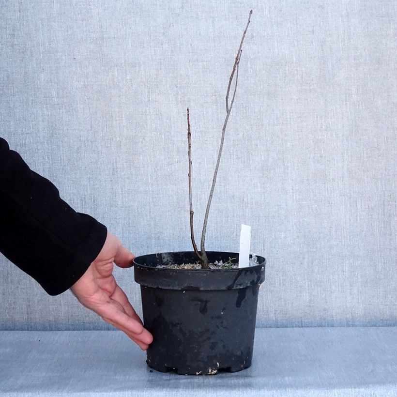 Exemplar von Quercus palustris - Sumpf-Eiche Topf mit 3L/4LGelieferte Höhe ca. 40/60cm wie im Winter geliefert