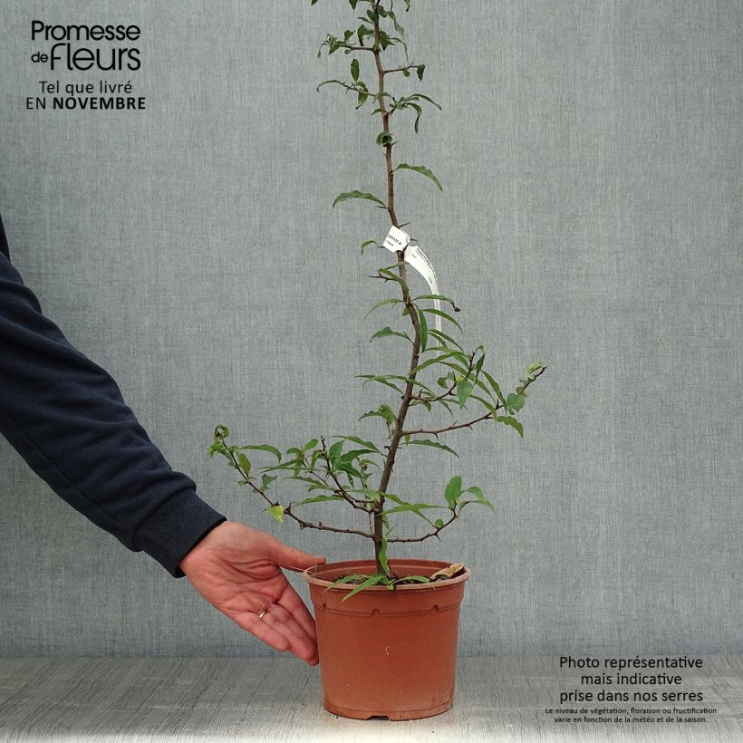 Exemplar von Chaenomeles cathayensis - Cognassier de Cathay Pot de 3L/4L wie im Herbst geliefert