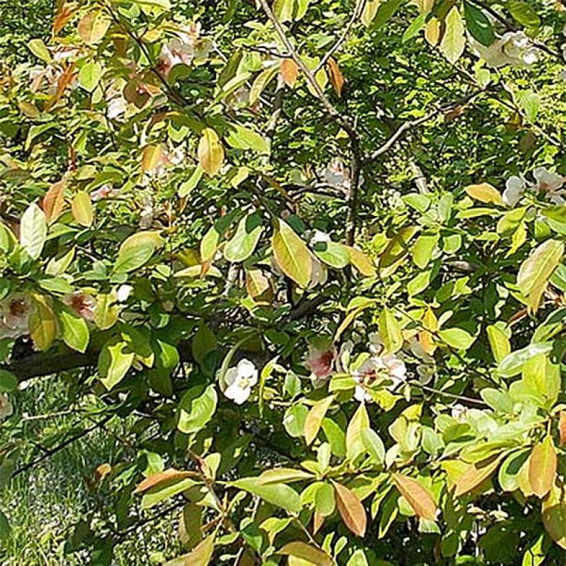 Zierquitte Falconnet Charlet - Chaenomeles speciosa (Laub)