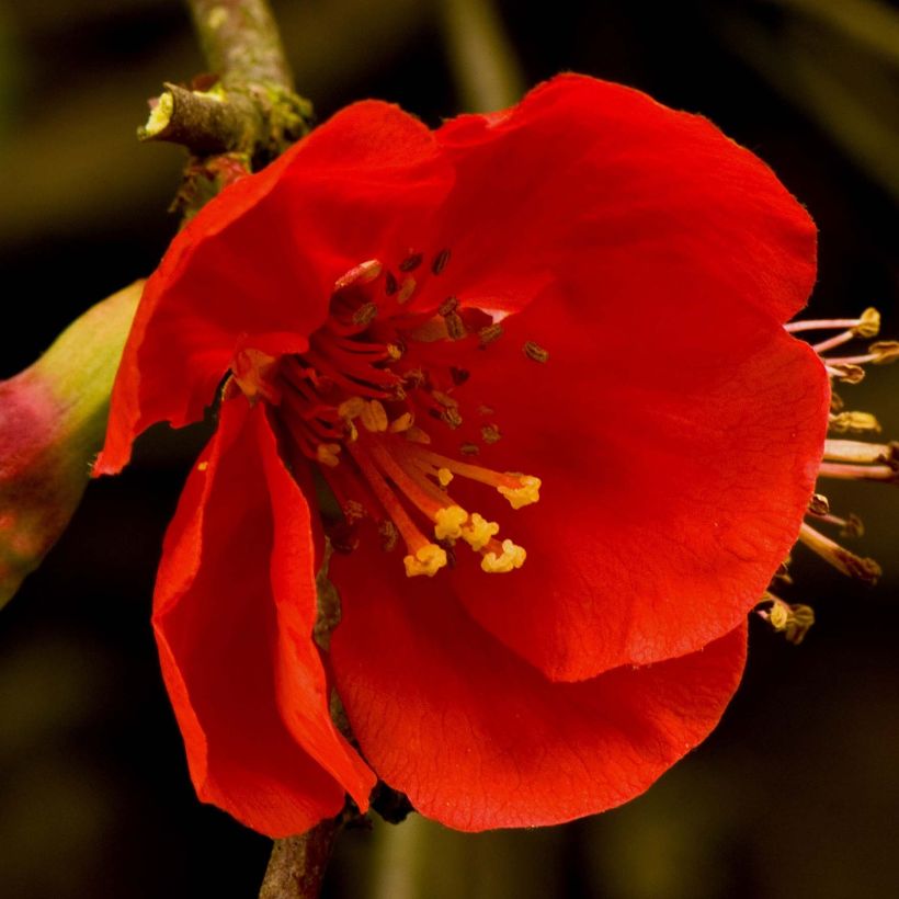 Zierquitte Nicoline - Chaenomeles superba (Blüte)