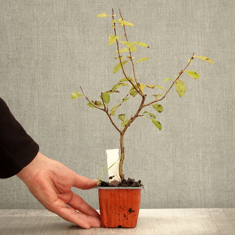 Exemplar von Chaenomeles superba Nicoline en godet de 9cm- Chaenomeles superba wie im Herbst geliefert