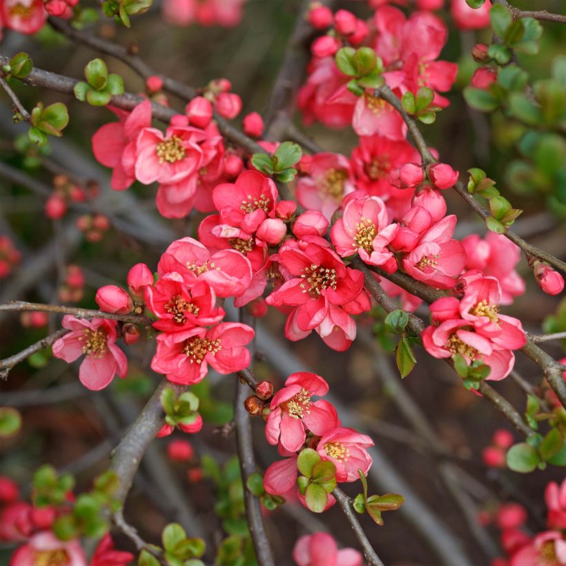 Zierquitte Pink Lady - Chaenomeles superba (Blüte)