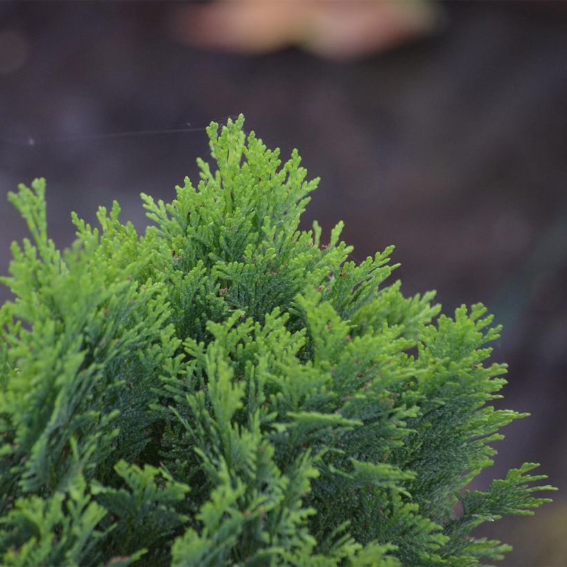 Chamaecyparis lawsoniana Minima Glauca (Laub)