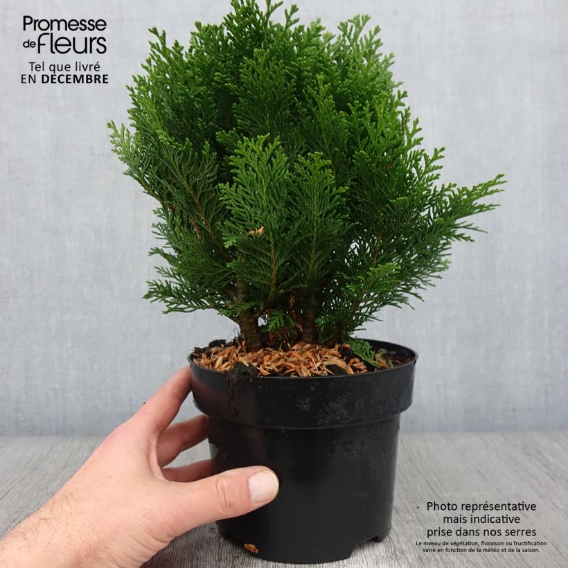 Exemplar von Chamaecyparis law.Minima Glauca - Faux cyprès Pot de 2L/3L wie im Herbst geliefert