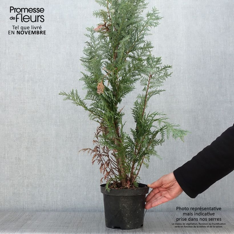 Exemplar von Chamaecyparis lawsoniana Alumii - Cyprès de Lawson Pot de 3L/4L wie im Herbst geliefert