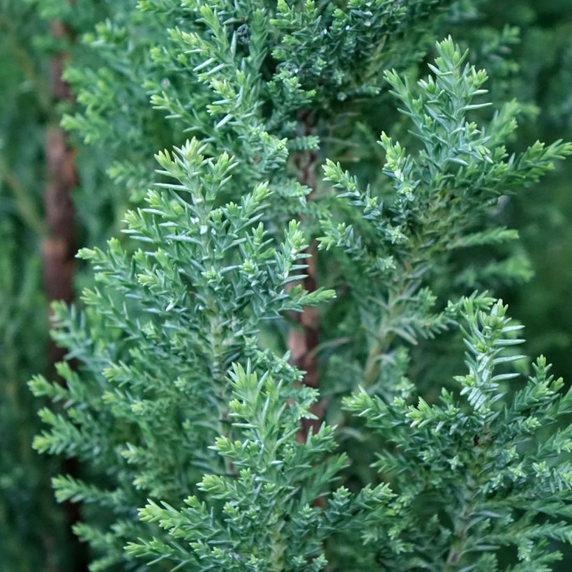 Chamaecyparis lawsoniana Elwoodii (Laub)