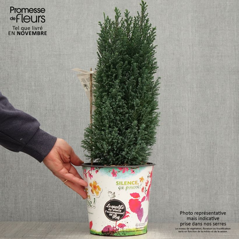 Exemplar von Chamaecyparis lawsoniana Elwoodii - Cyprès de Lawson en pot de 4L/5L wie im Herbst geliefert