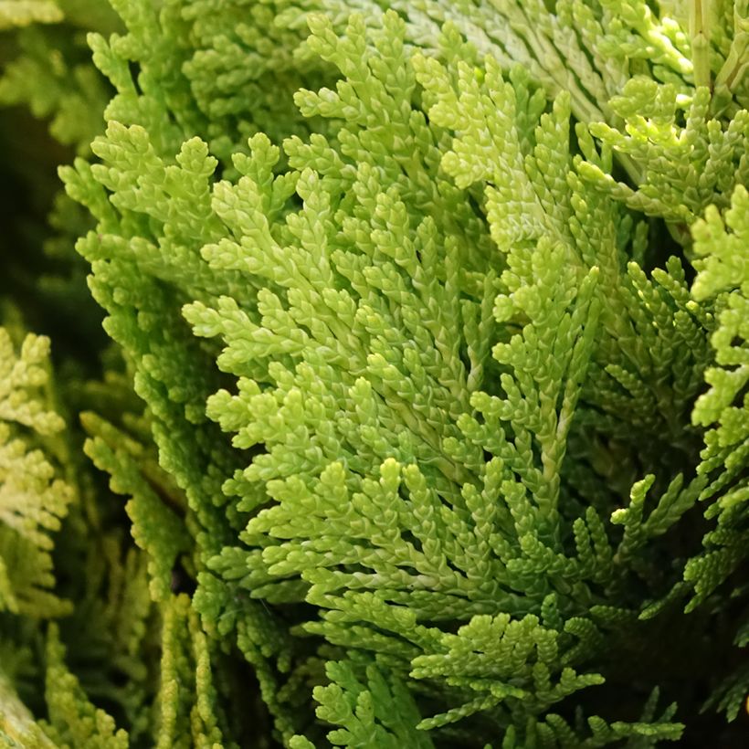 Chamaecyparis lawsoniana Minima Aurea (Laub)