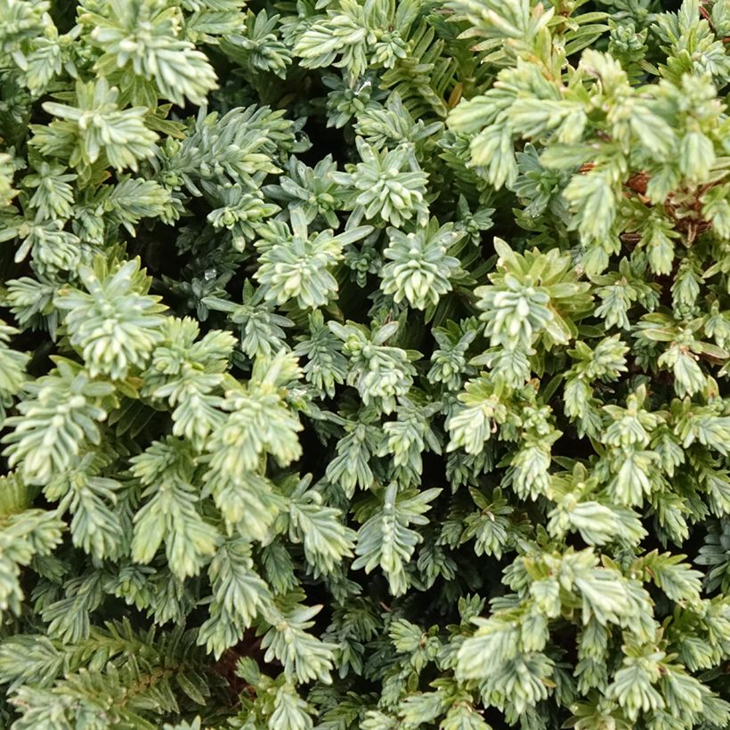 Chamaecyparis lawsoniana Rimpelaar (Laub)