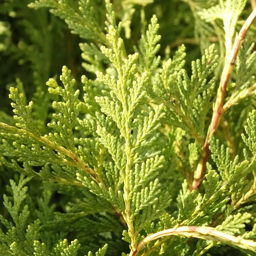 Chamaecyparis lawsoniana Sunkist (Laub)