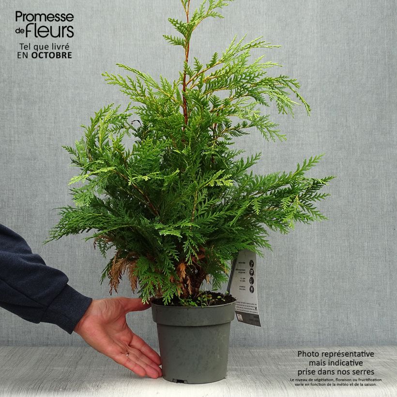 Exemplar von Chamaecyparis lawsoniana Sunkist wie im Herbst geliefert