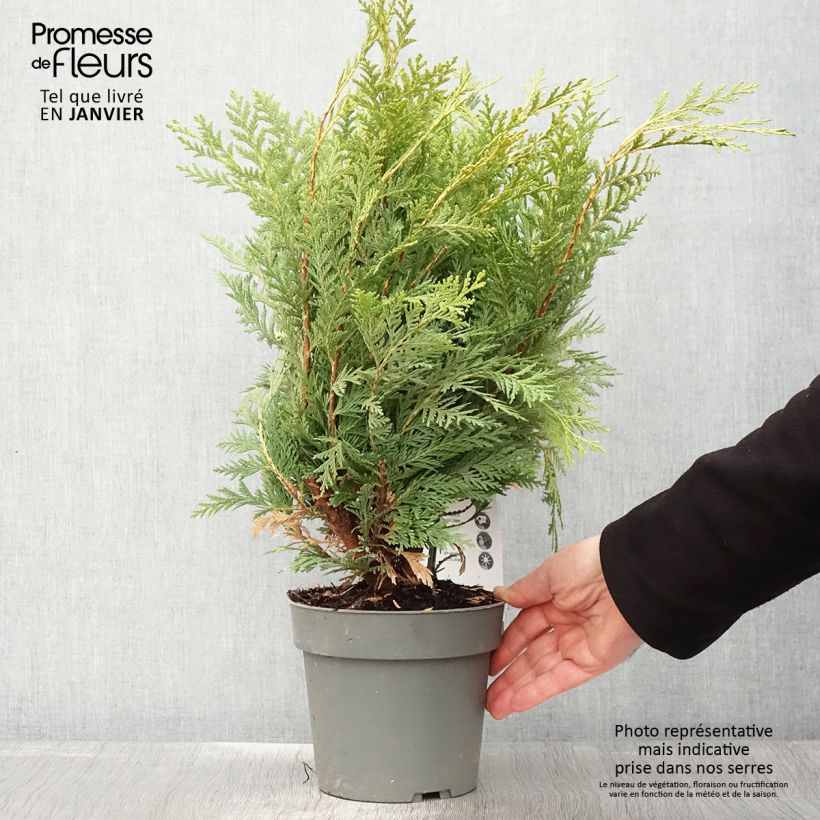 Exemplar von Chamaecyparis lawsoniana Sunkist - Cyprès de Lawson nain - Pot de 2L/3L wie im Winter geliefert